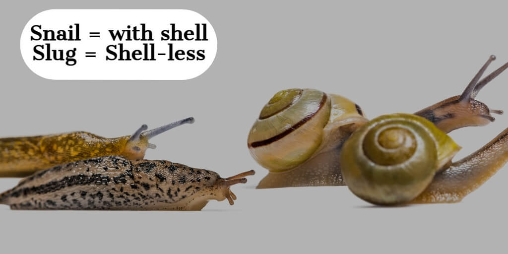 Snail and slug slime in skincare