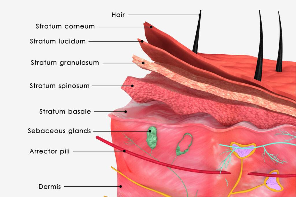 Skin Structure and Label