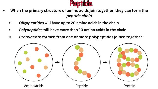 What are peptides and how do they work to improve skin health: The Science