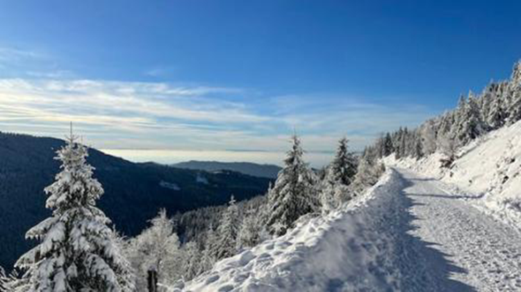 A snowy mountain and trees in a climate environment