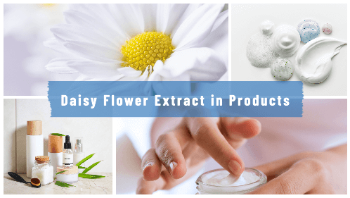 Daisy Flower Extract in Products