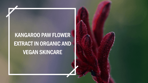Kangaroo Paw Flower Extracts in Organic and Vegan Skincare