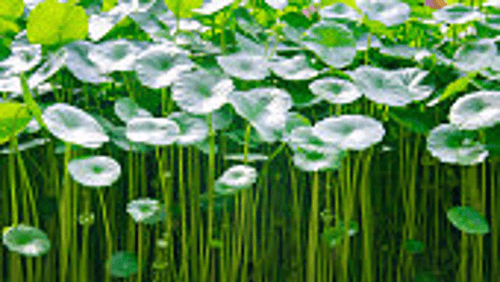 The Natural Powers of Centella Asiatica