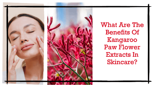 What Are The Benefits Of Kangaroo Paw Flower Extracts In Skincare?